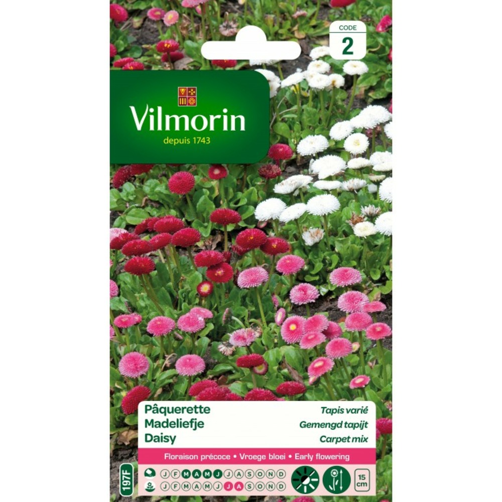 Pâquerette tapis varié