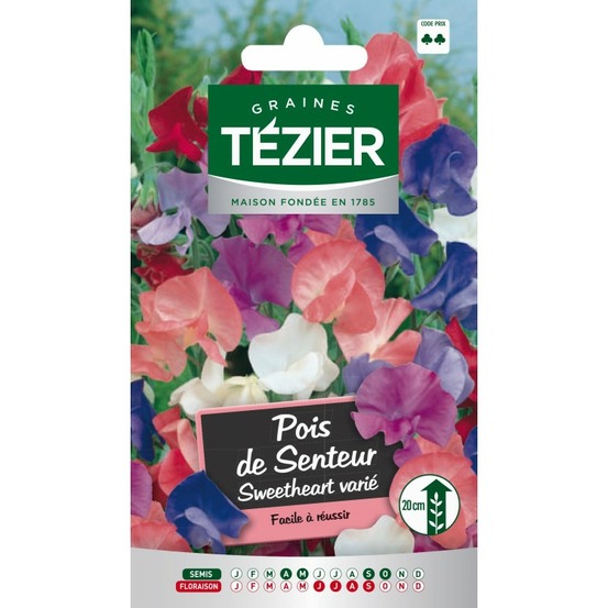 Pois de senteur nain sweetheart varié - fleurs annuelles
