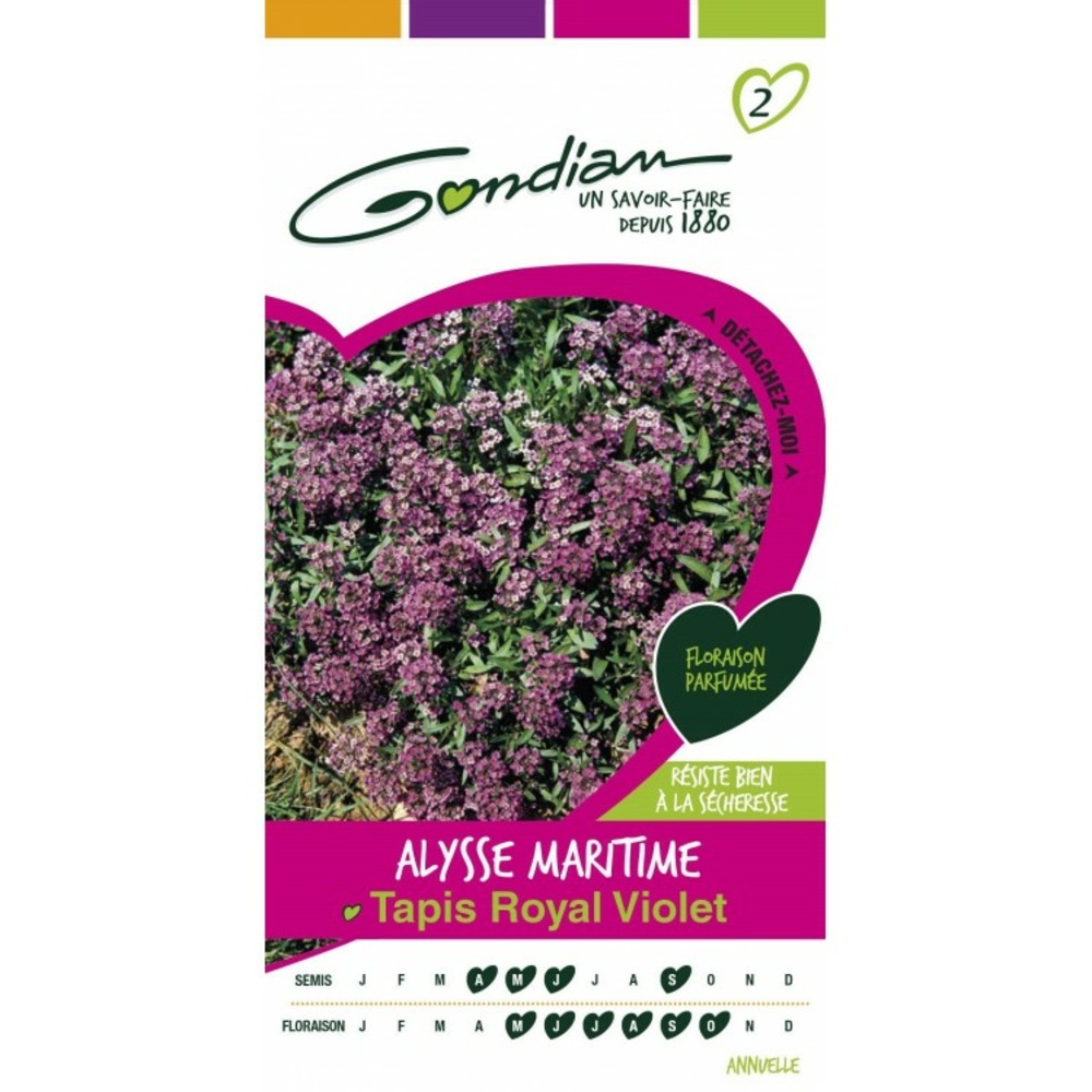 ALYSSE TAPIS DE NEIGE, Plante En Ligne