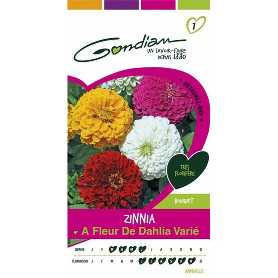 Zinnia à fleur de dahlia varie multicolore