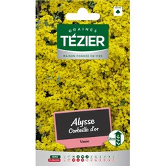Tezier - alysse corbeille d'or -- fleurs vivaces