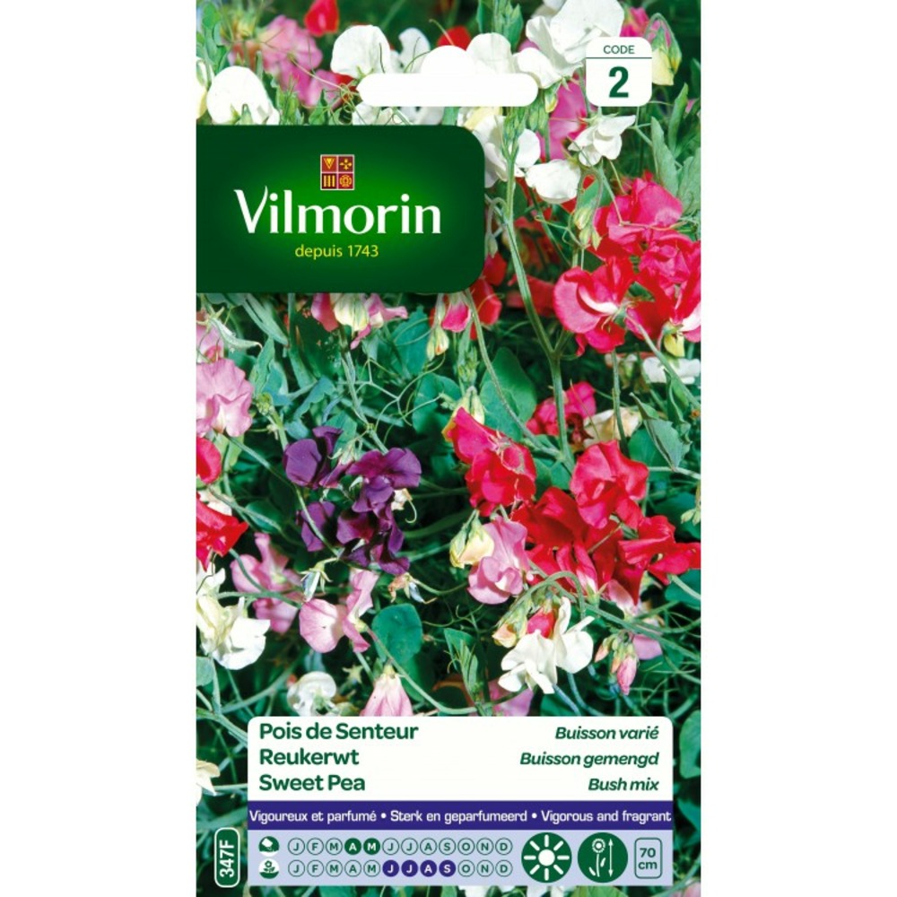 Pois de senteur buisson varié (massifs hauts)