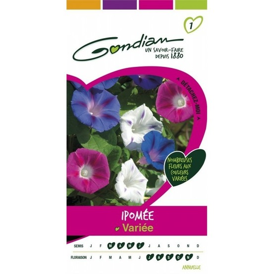 Ipomée varié multicolore