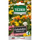 Eschscholtzia ballerine variée -- fleurs annuelles