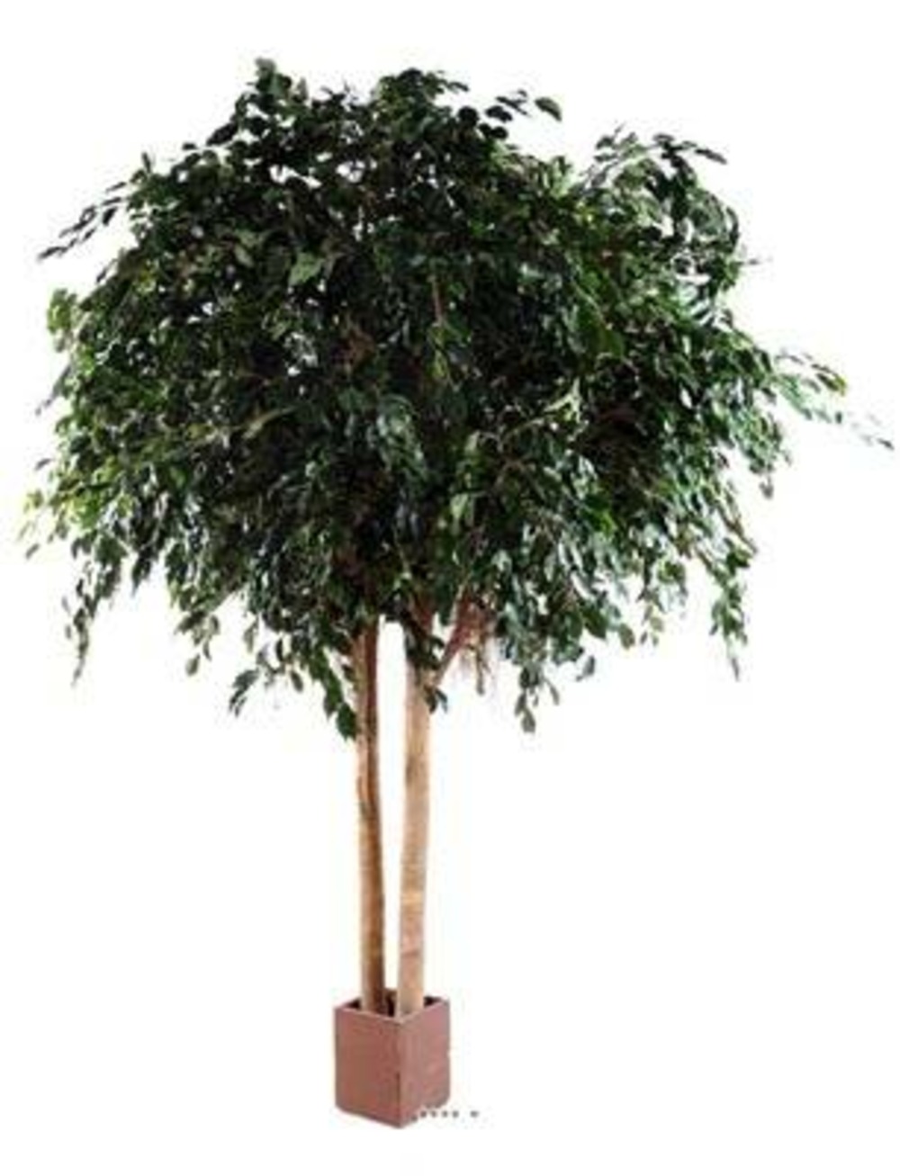 Ficus exotica faux 2 troncs vert h350cm l250cm 12216 feuilles en pot - dimhaut: