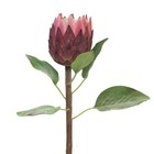 Protea, fleur des lacs, factice en tige, h67cm rose soutenu - best - couleur: ro