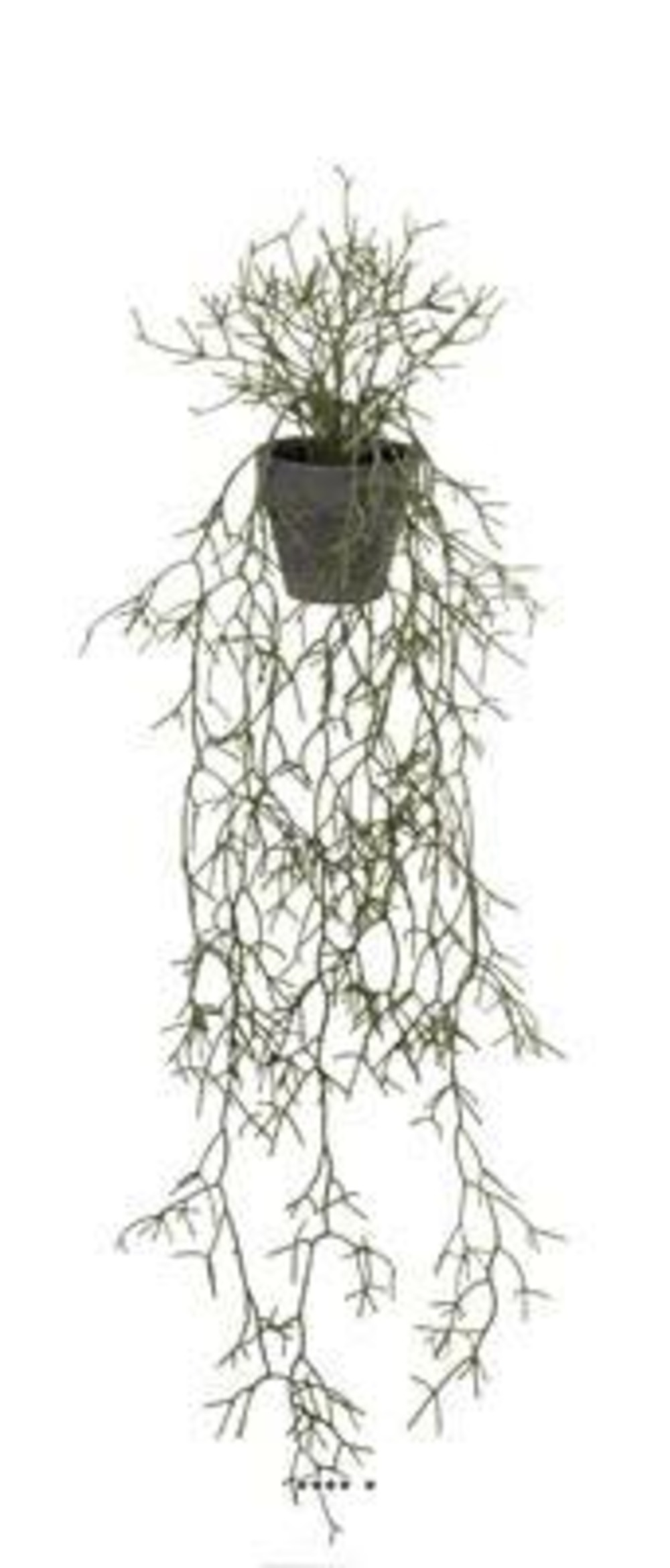 Rhipsalis cereuscula retombant en pot l 100 cm, d 28 cm