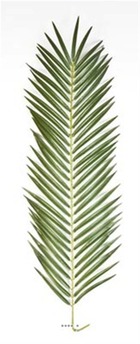 Feuille de palmier phoenix artificielle en tissu h 88 cm d 25 cm