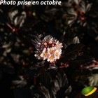 Physocarpus opu. 'Little Angel Hoogi016'