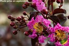 Lagerstroemia indica 'Rhapsody in Pink'