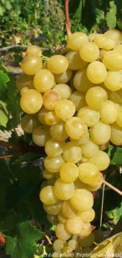 Vigne 'Reine des vignes' - Vitis vinifera