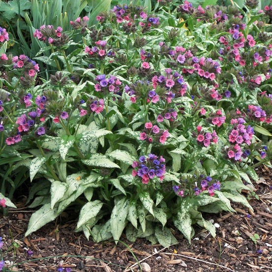 Pulmonaire 'silverado' godet de 8/9 cm