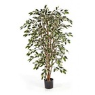 Ficus nitida artificiel en pot tronc naturel h 180 cm blanc-vert - dimhaut: h 18