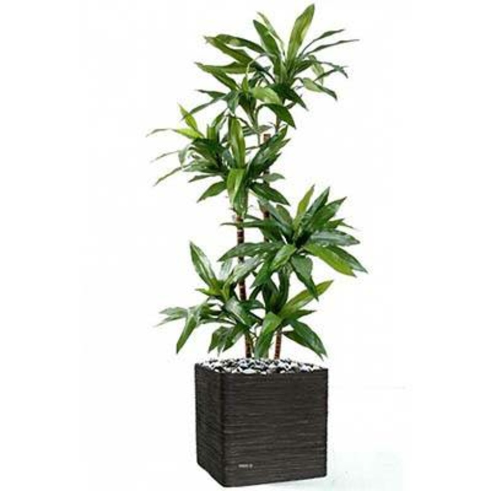 Dracaena artificiel 3 troncs en bois naturel en pot h 95 cm vert - dimhaut: h 95