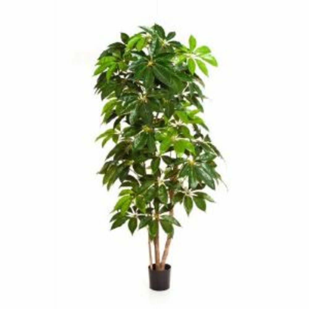 Schefflera artificiel h 190 cm 317 feuilles en pot superbe et rare - dimhaut: h
