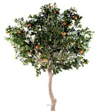 Oranger artificiel h 280 cm tronc naturel en pot avec fruits l 180 cm avec orang