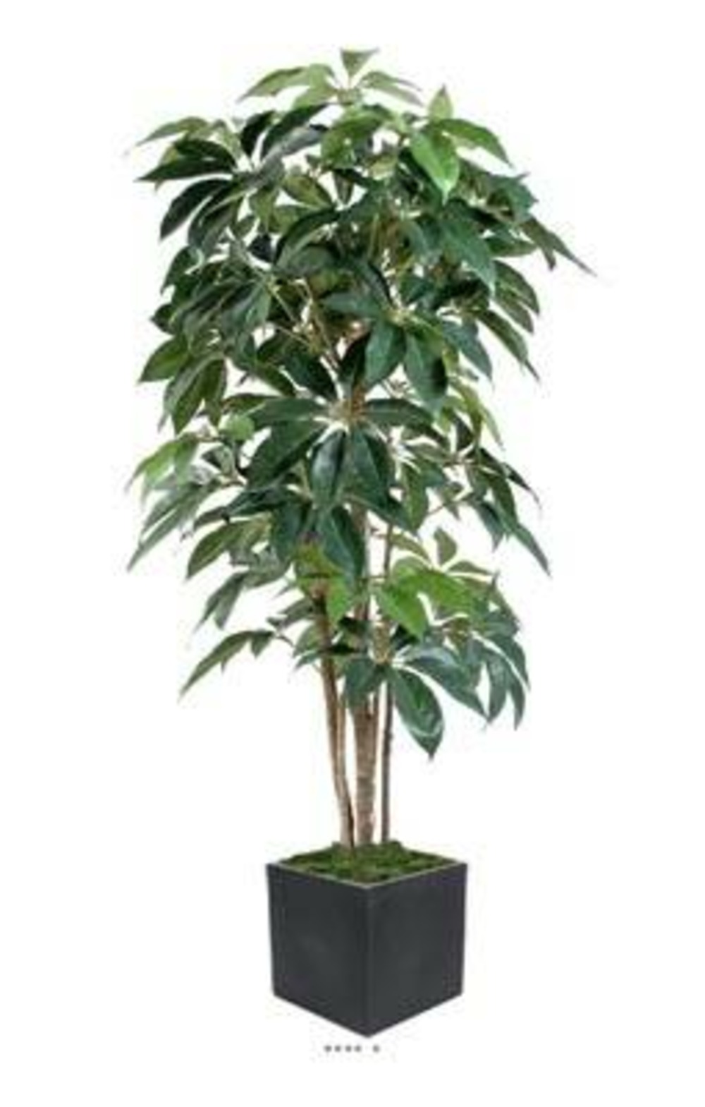 Schefflera factice en pot iroto tronc nature belle densité h180cm vert - dimhaut