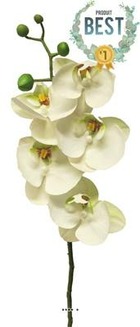 Tige orchidée phalaenopsis faux 5fleurons touché réel h58cm crème-best - couleur