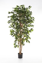 Ficus nitida artificiel en pot tronc naturel h 180 cm vert - dimhaut: h 180 cm -
