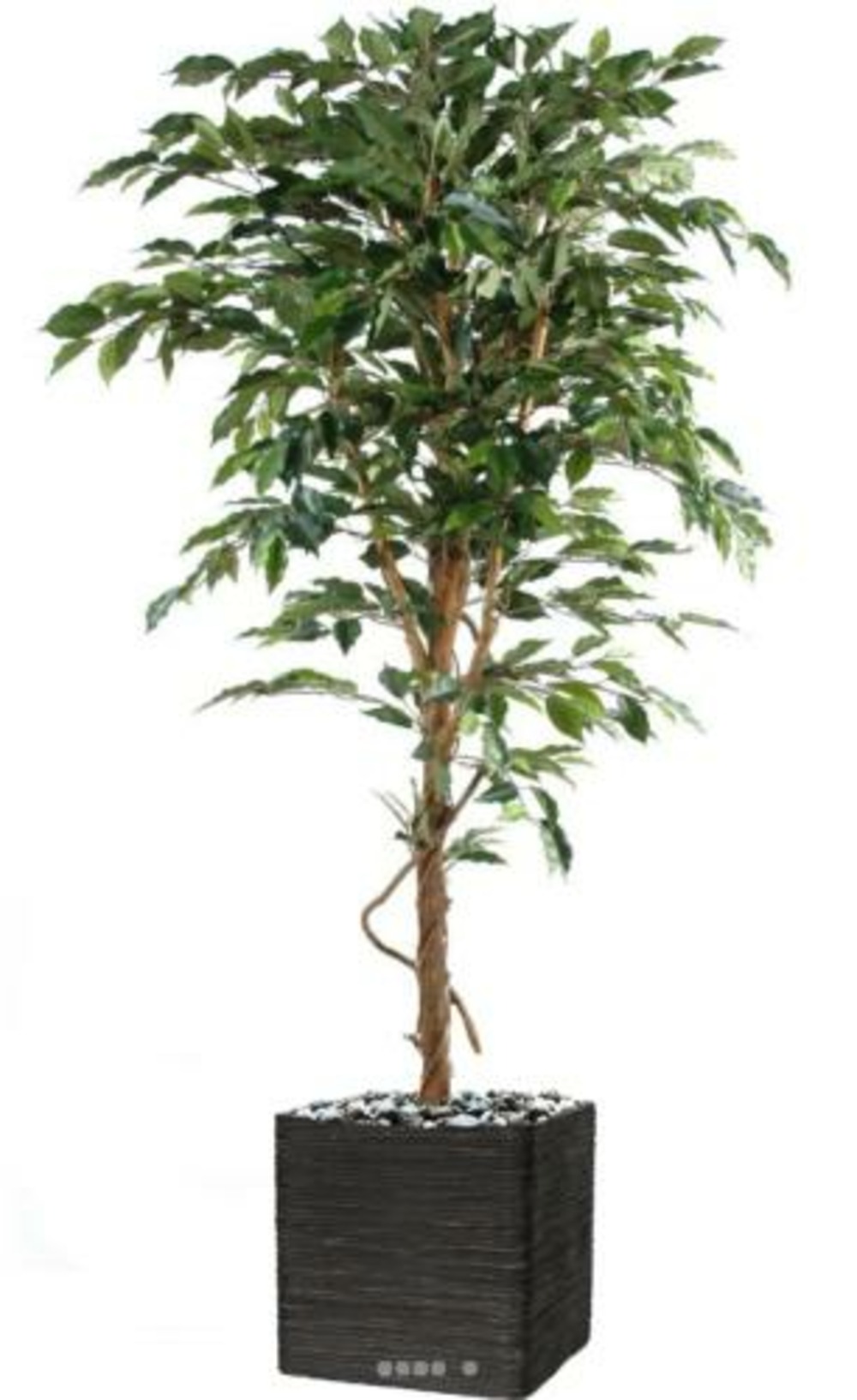 Ficus benjamina factice grande feuille tronc naturel, pot h210 cm vert - dimhaut