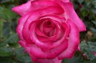 Rosier 'Rose Gaujard' ®Gaumo