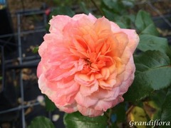 Rosier a. Edi. 'Rose de Cornouaille'®harhandy
