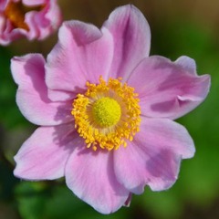 Anemone hupenhensis Japonica Rose Shades
