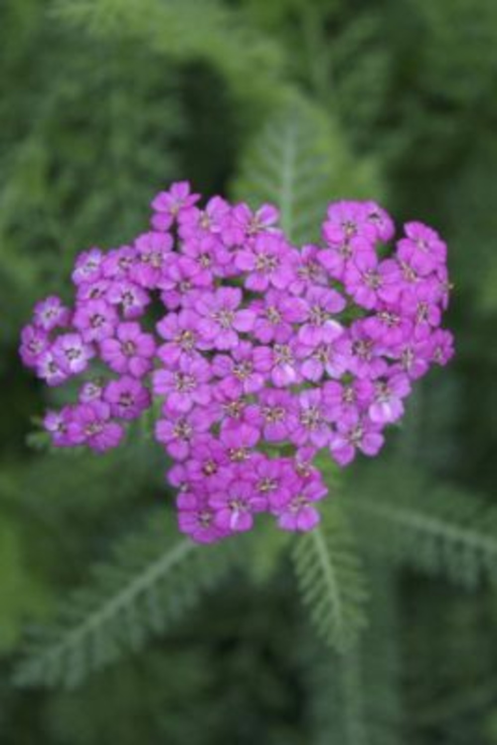 Achillea millefolium &lsquo;Pretty Belinda&rsquo; | Truffaut