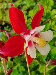 Aquilegia chrysantha 'Crimson Star'