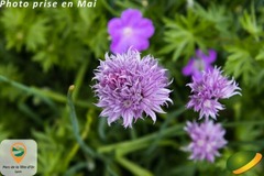 Ciboulette - Allium schoenoprasum