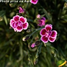 Dianthus 'Pink Kisses' ®