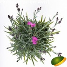 Dianthus* 'Dinetta' Purple