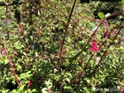 Fuchsia* microphylla - pumila