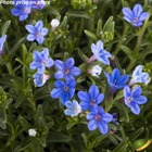 Lithodora diffusa 'Heavenly blue'
