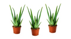 Set de 3 aloë vera - pot ⌀12 cm - h.20-30 cm (hauteur du pot incluse)
