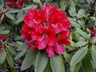 Rhododendron x 'David' ¤