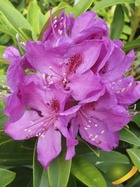 Rhododendron x 'Anna Krusche' ¤
