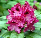 Rhododendron x 'Marie Fortier' ¤