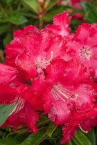 Rhododendron x 'Half Dan Lem' ¤