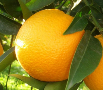 Citrus* sinensis - Oranger