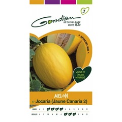 Gondian - melon jocaria canaria 2 jaune