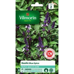 Vilmorin - basilic blue spice