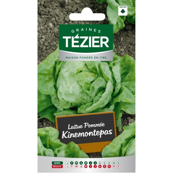 Laitue pommée kinemontepas (g,n,)