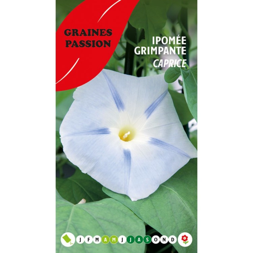 Graines passion , sachet de graines ipomée grimpante caprice