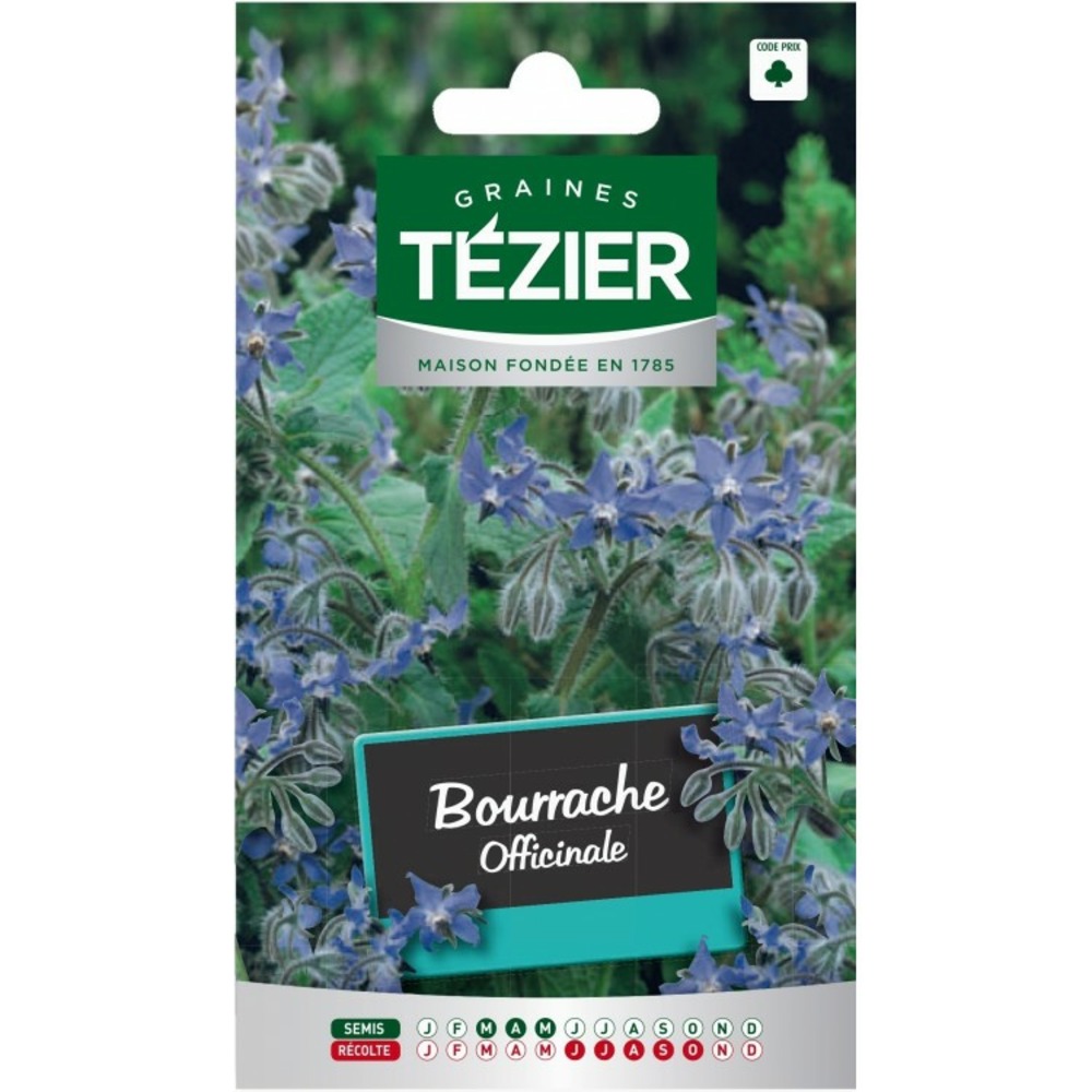 Bourrache officinale