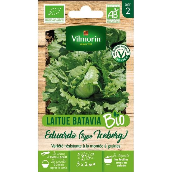 Laitue iceberg eduardo - bio