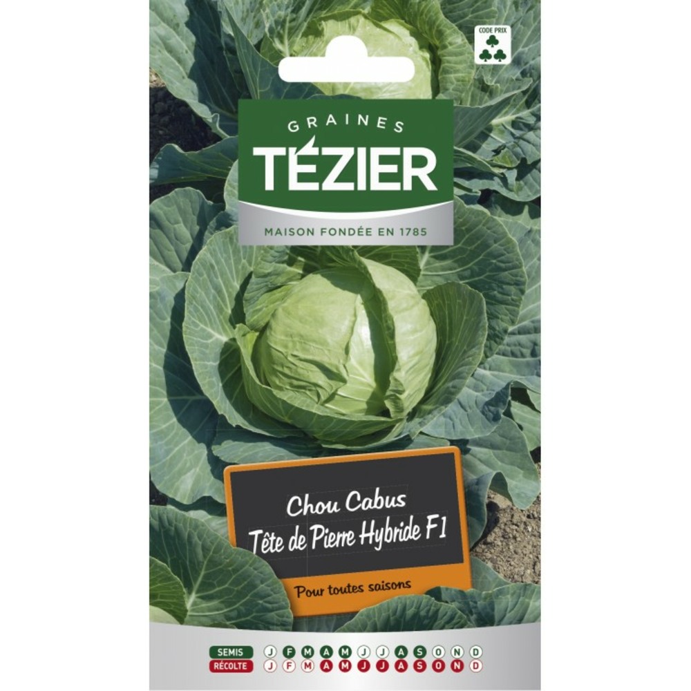 Chou cabus tête de pierre hf1