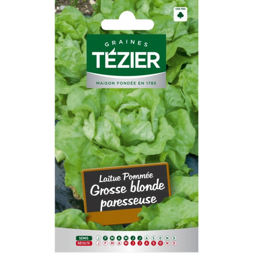 Laitue pommée grosse blonde paresseuse (g,b,)