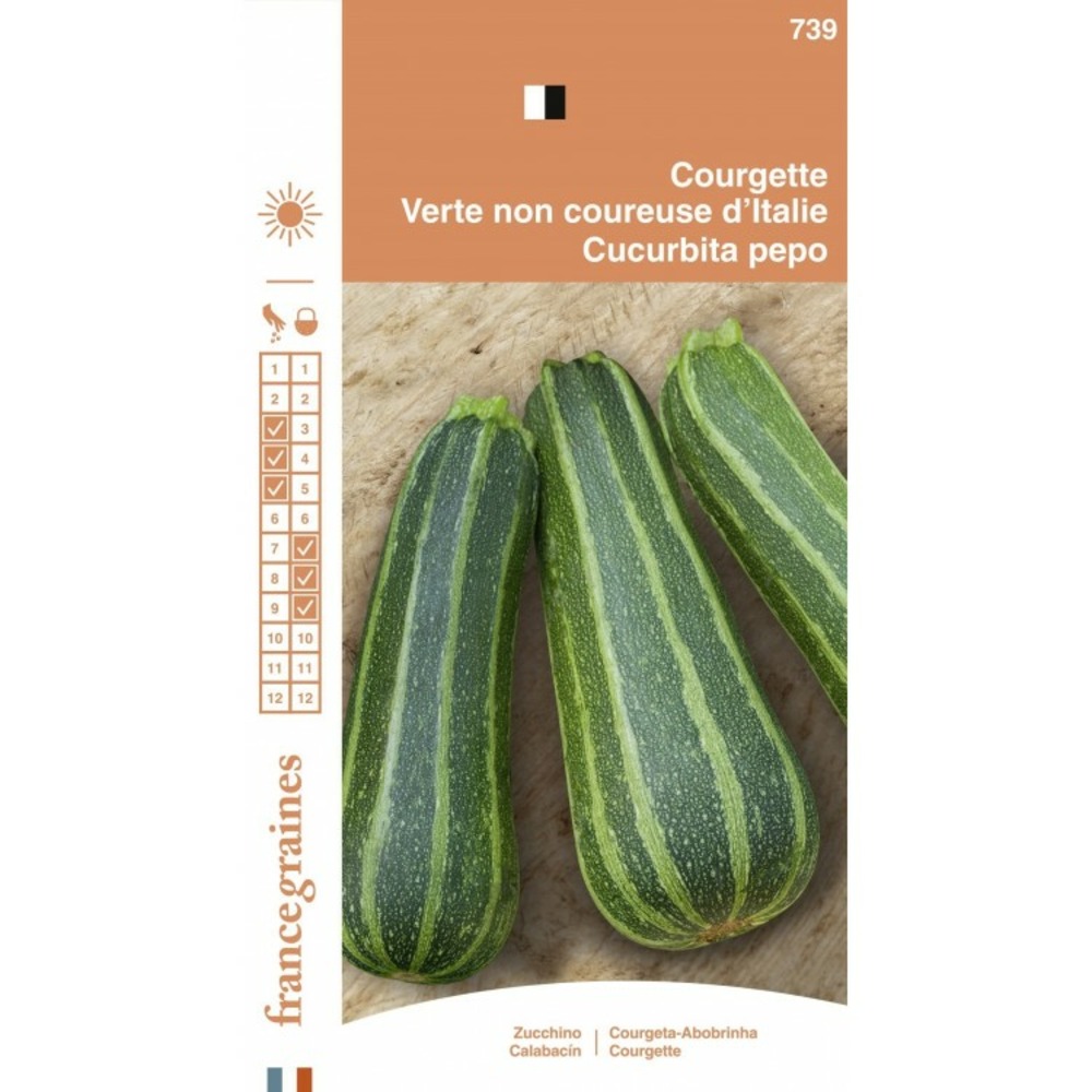 COURGETTE VERTE PETITE D'ALGER AB