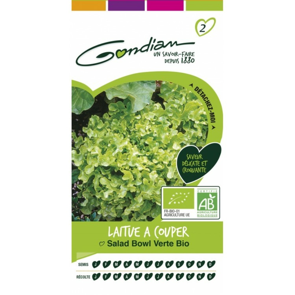 Laitue à couper salad bowl verte bio